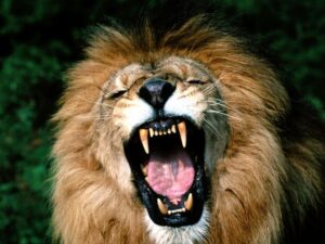 roaring-african-lion1