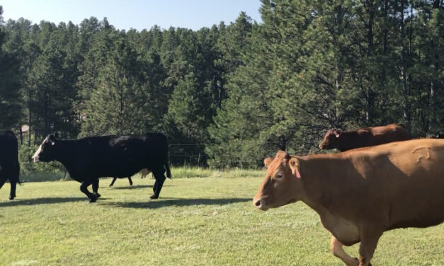 Planning for the New Year: Release Your Cows