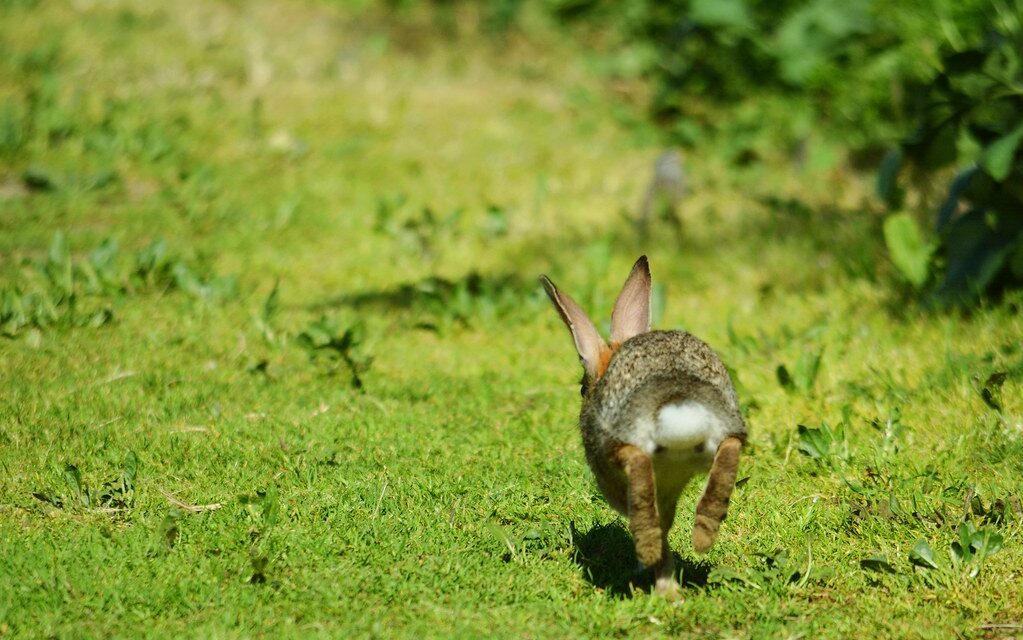 The Rabbit Chase Dilemma: How Leaders Can Stay Focused and Win the Race