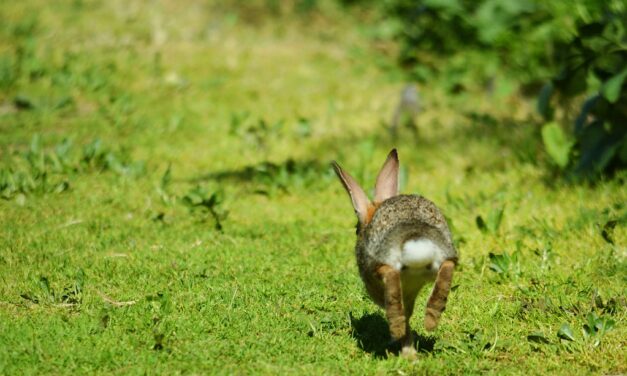 The Rabbit Chase Dilemma: How Leaders Can Stay Focused and Win the Race